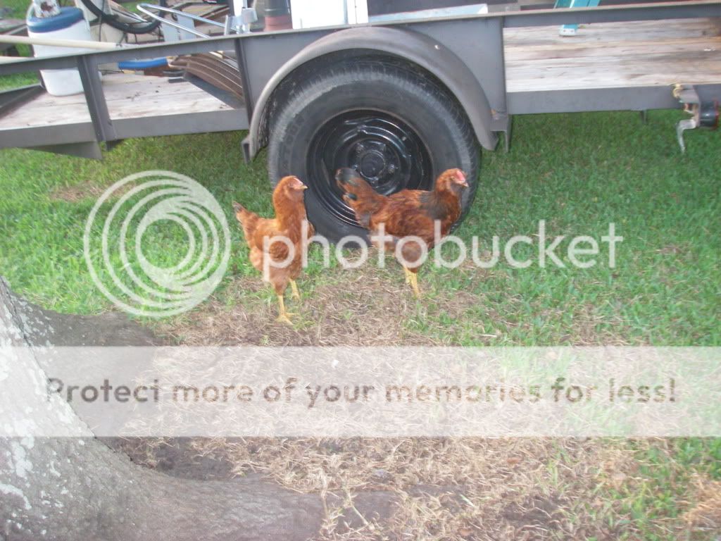 IMGP0062-2.jpg