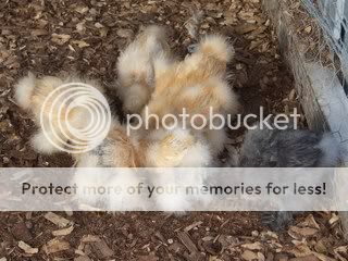 OrpsJuliaZoeGoats1208038.jpg