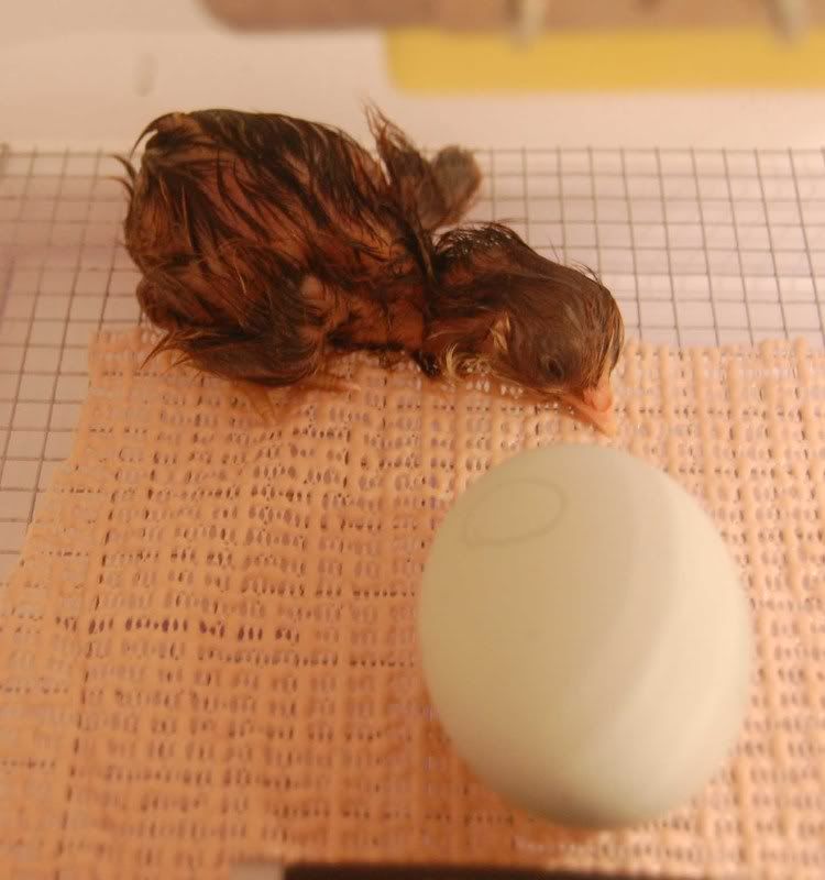 chick5.jpg