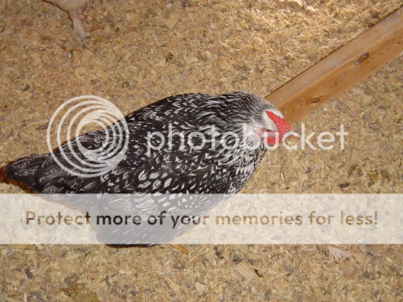 Chickens07008.jpg