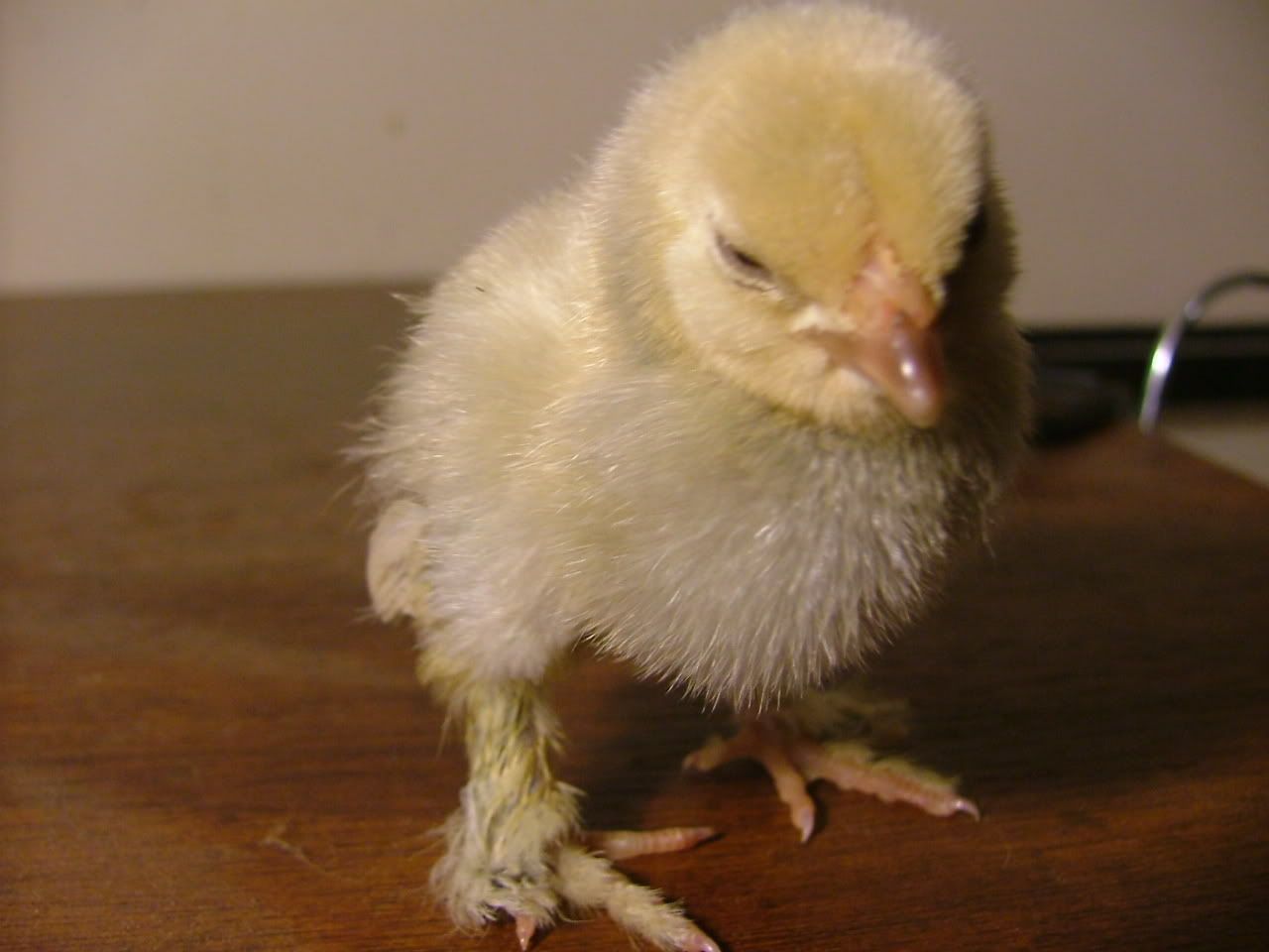 DSCF4368.jpg