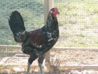 PICT0015-16.jpg