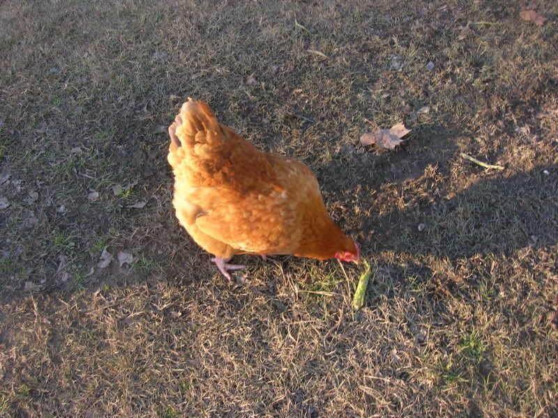 jan2010chickens171.jpg