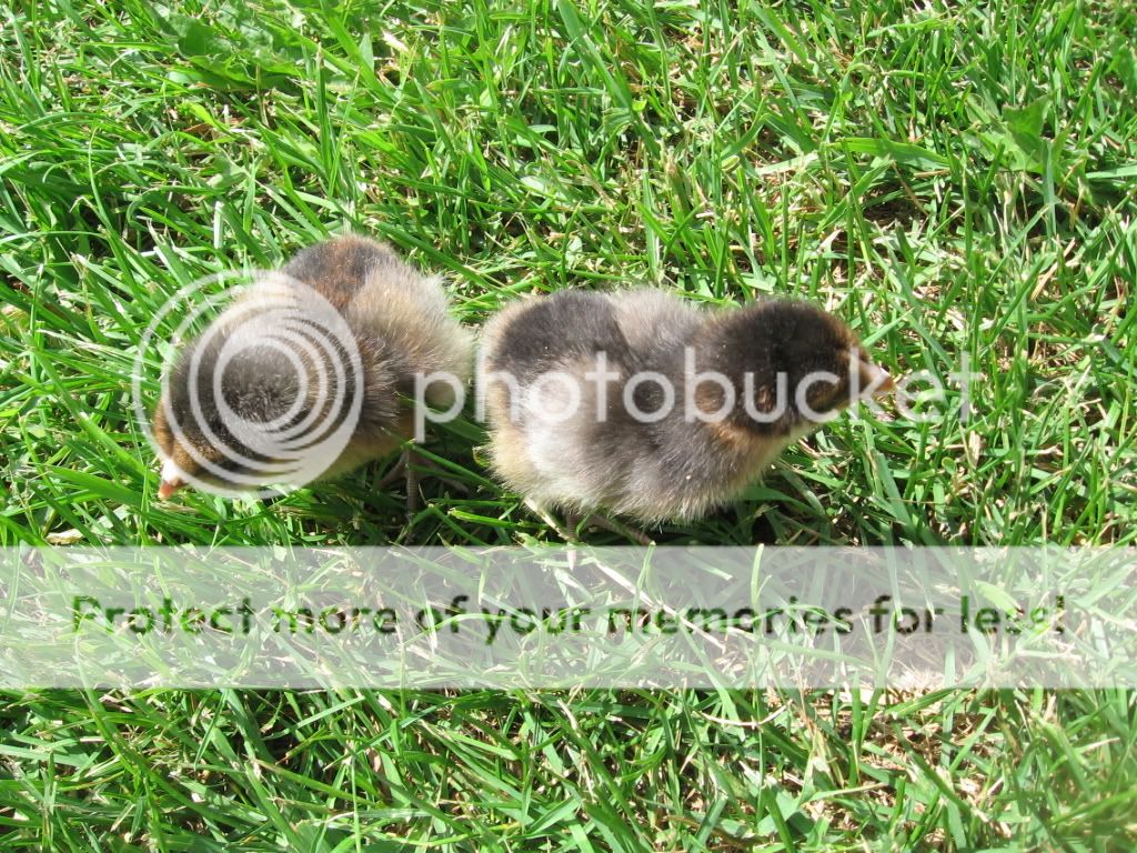 chicksandbumpyface017.jpg