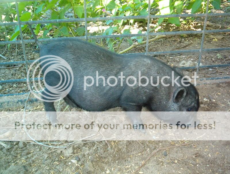BabyPig10-29-06.jpg