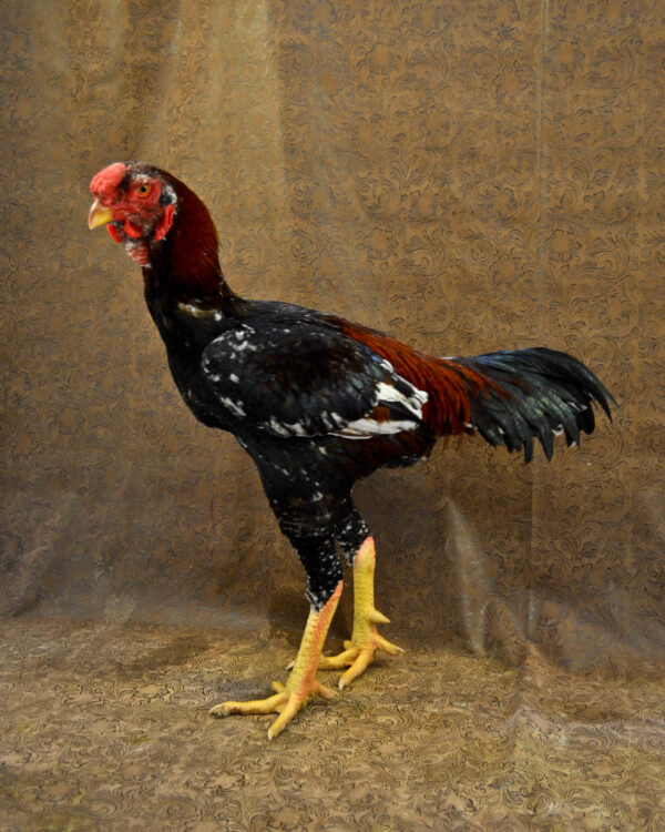 Malay-rooster-600x750.jpg