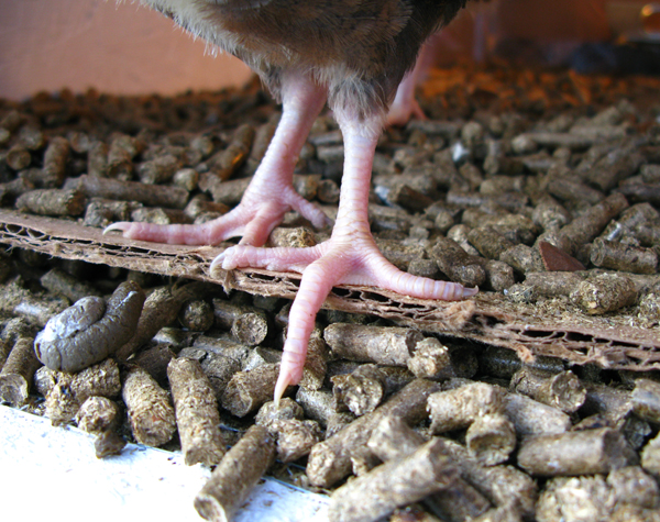 curlytoes.jpg