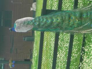 Mygardenplants001.jpg
