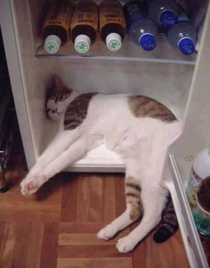 witz-katze-eisschrank.jpg