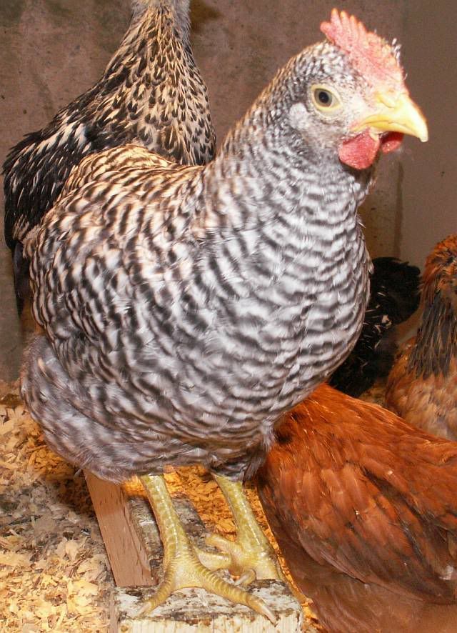 Rooster8.jpg