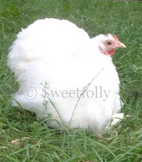 WhiteHen.jpg