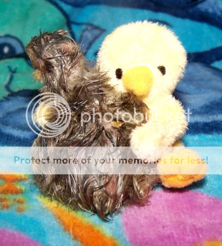 brooderbuddy3.jpg