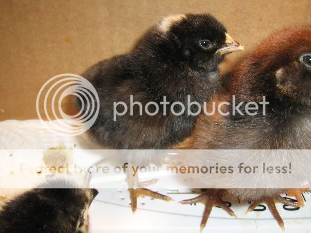 Chicks1stDay3-20-09003.jpg