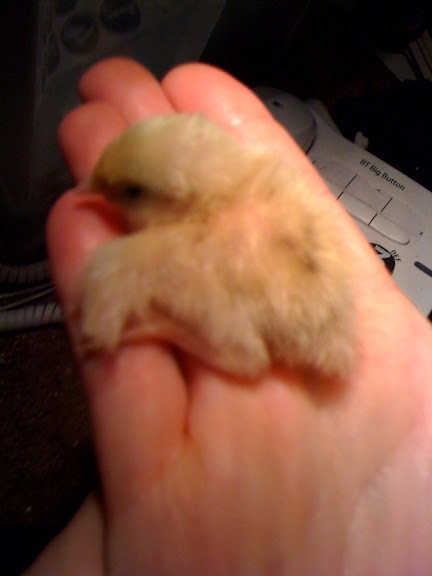 sick_quail.jpg