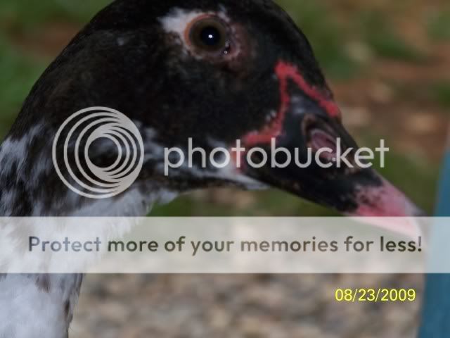 unnamedduck4.jpg
