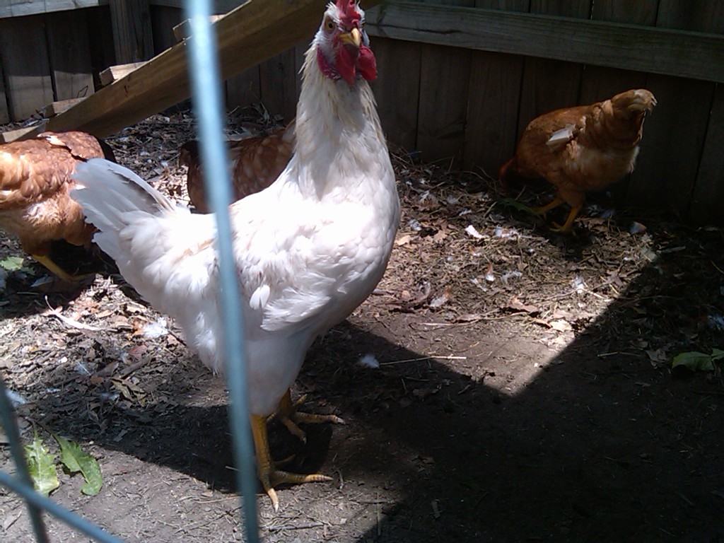Rooster2.jpg
