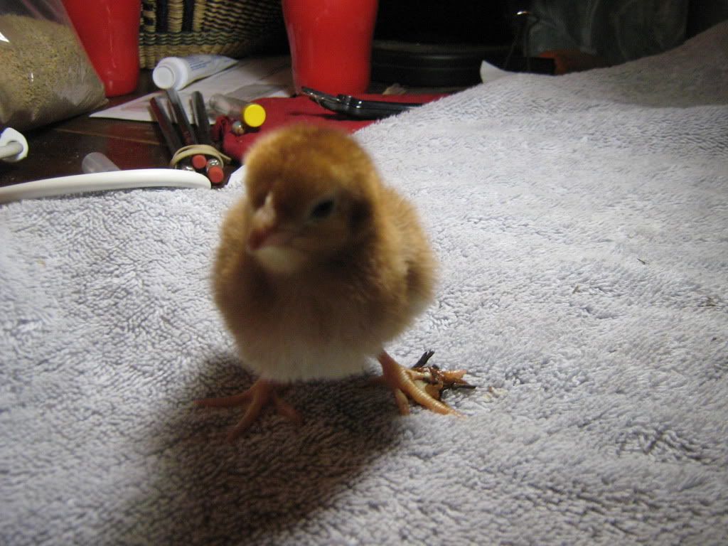LittleRedandEE006.jpg