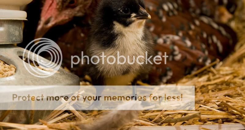 0806babychick004-3.jpg