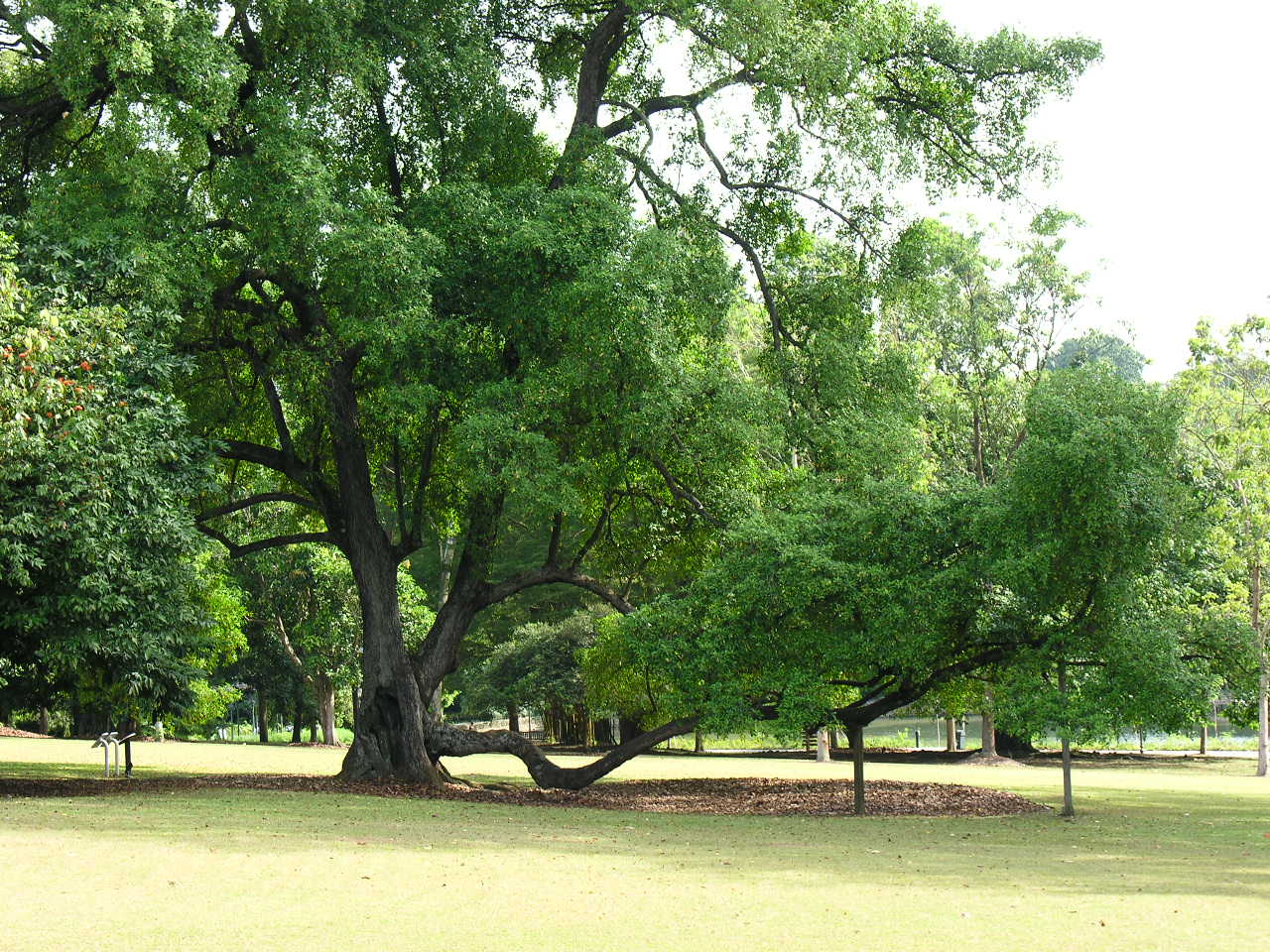 $5_tree.JPG