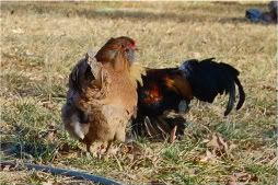 Val-DayPets069-1.jpg