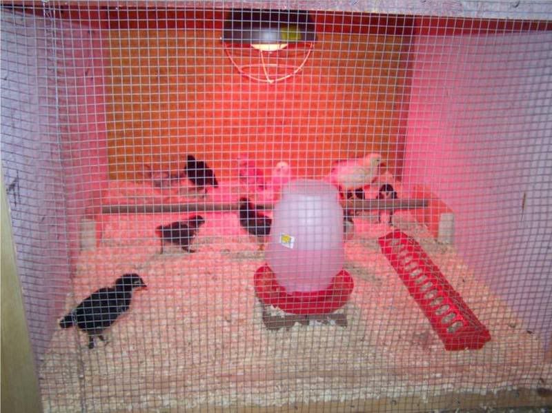 brooder1.jpg