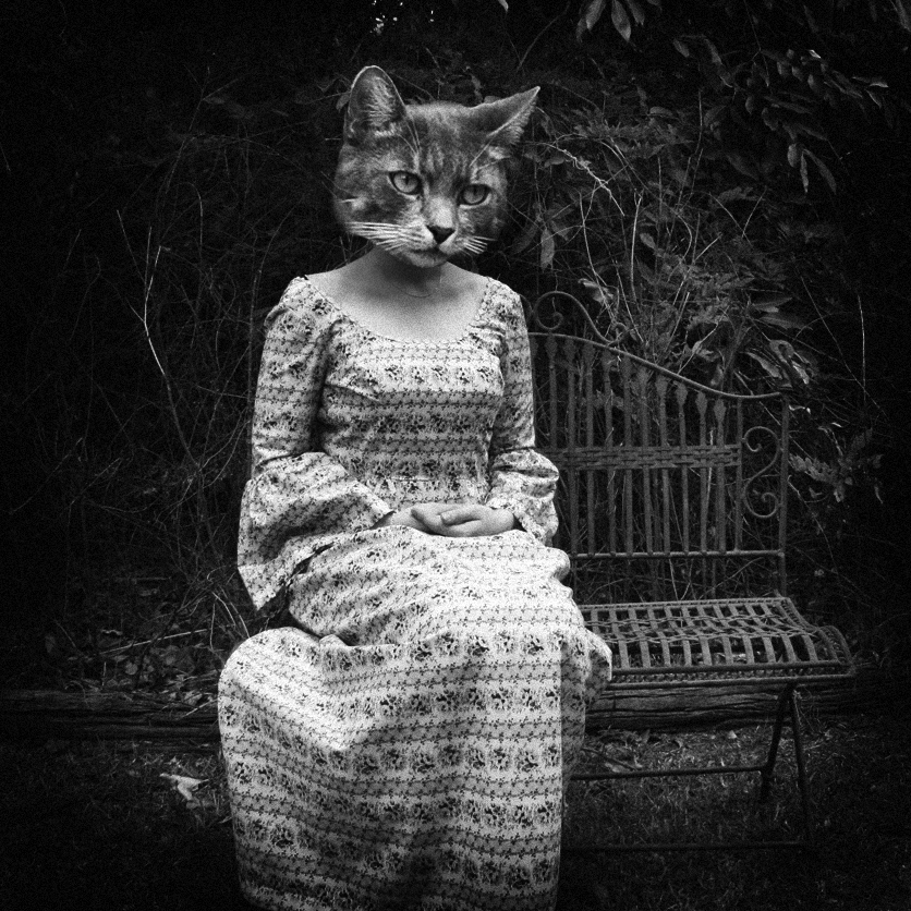 Crazy_Cat_Lady_3__by_tasha_jade.png