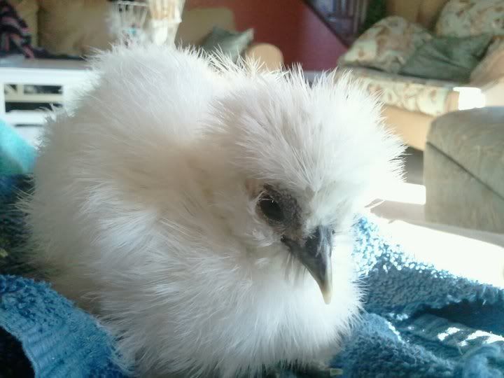 eggs4.jpg