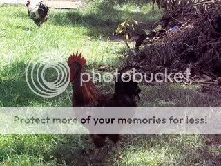 Picture183.jpg