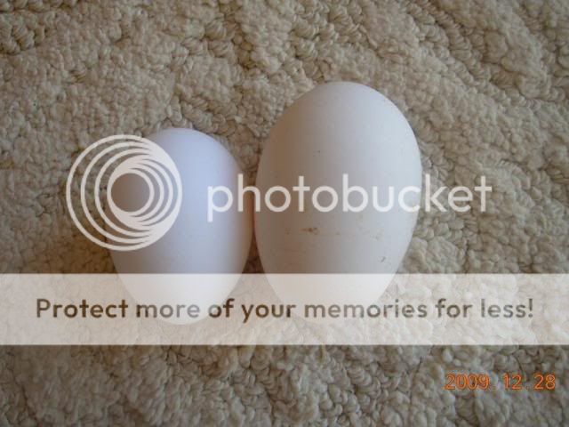 hugeegg3.jpg