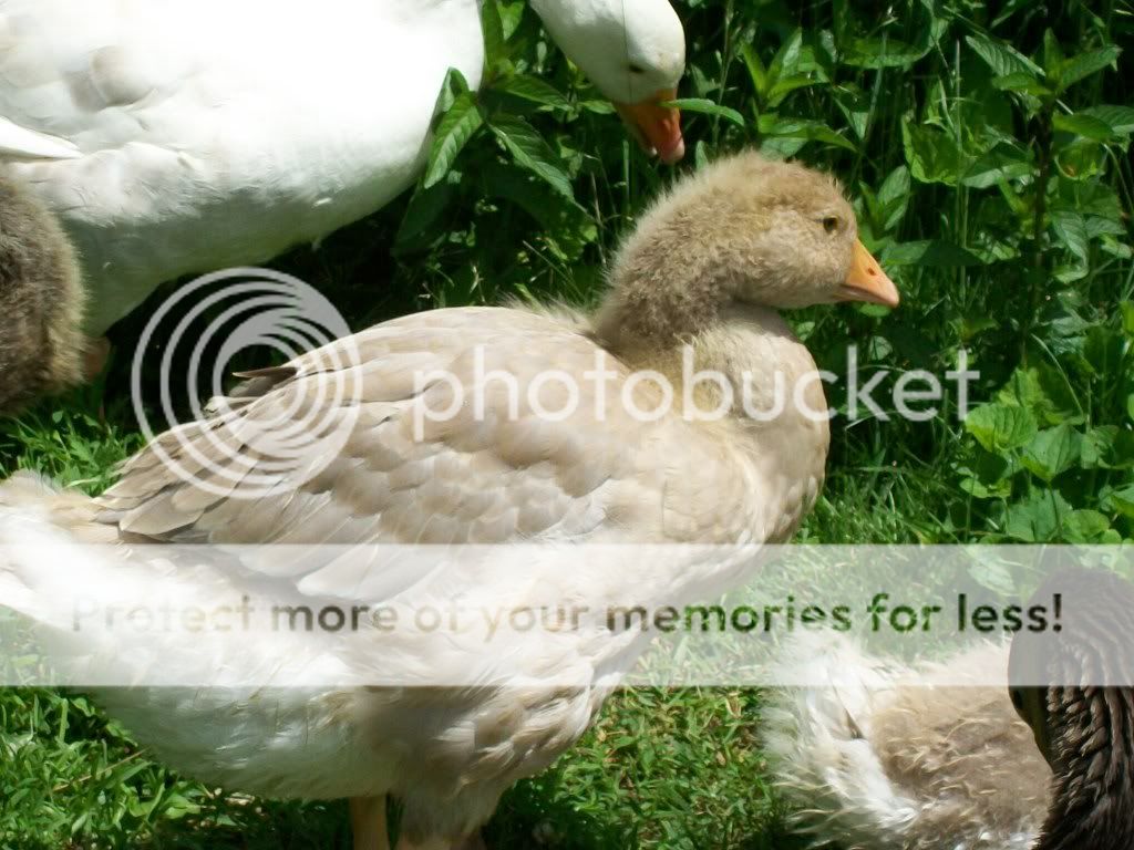 goslings1111.jpg