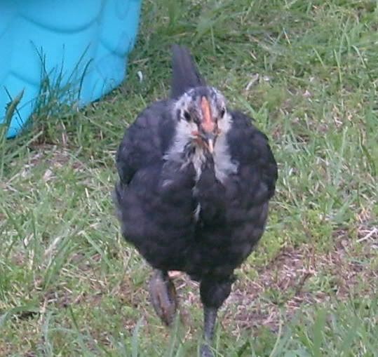 chickenstoday006.jpg