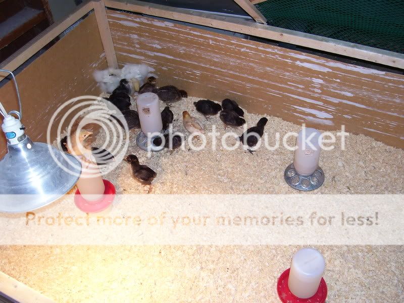 Chicks3002.jpg