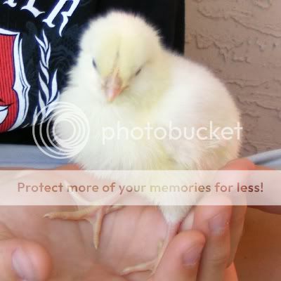 chick5.jpg