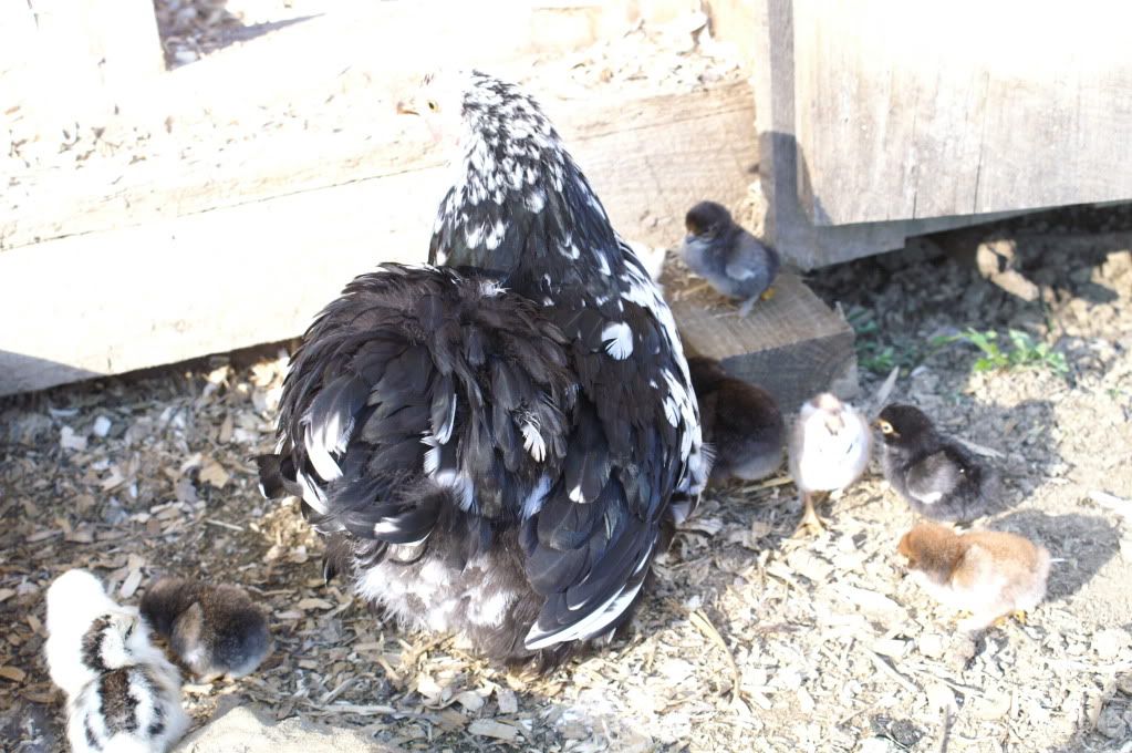 mychickens090.jpg