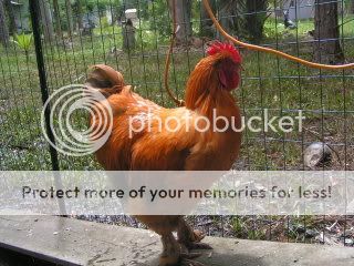 PICT0030.jpg