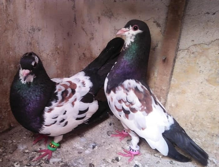 indian-pigeons-khal.jpg