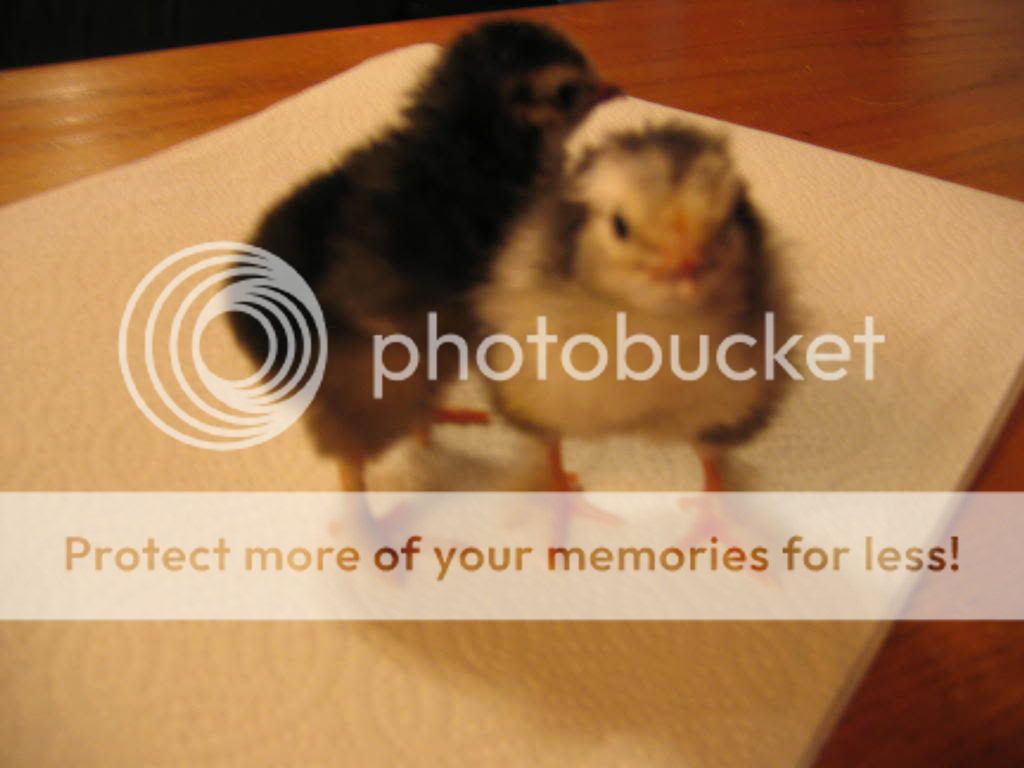 march053.jpg