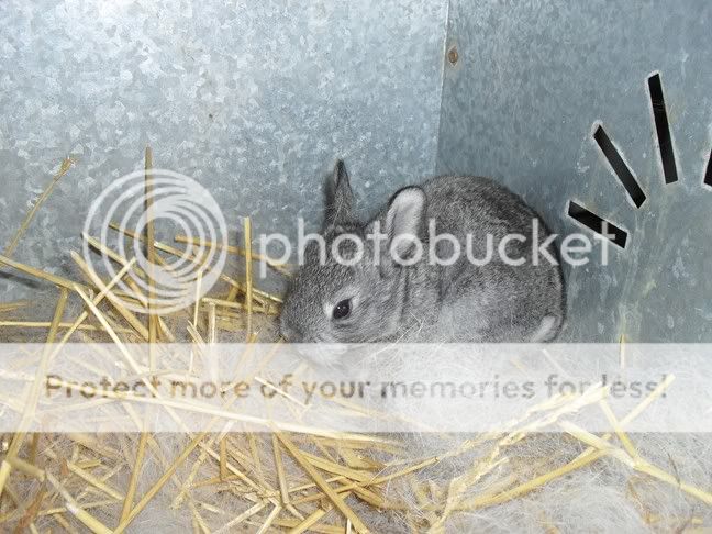 PBUNNIES2010.jpg