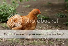 IMG_8467-border.jpg