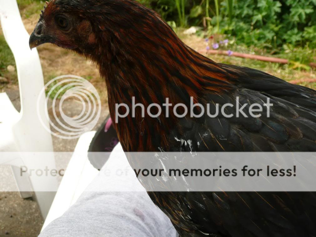 Paintedpullet.jpg