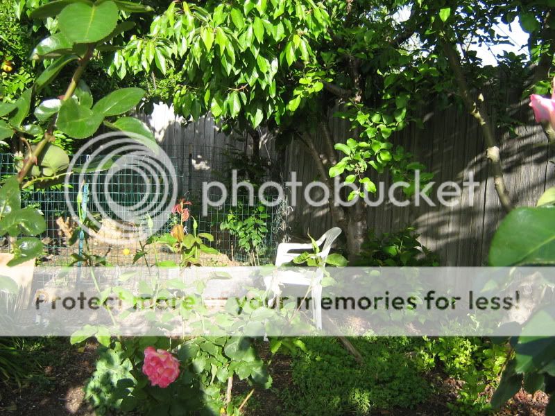 NewBackyard010.jpg