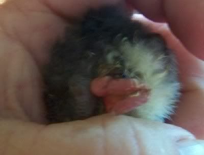 chick.jpg