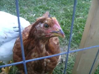 chicks179.jpg