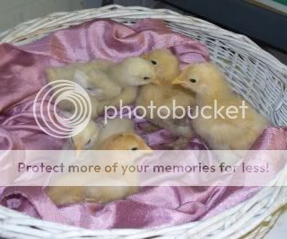 LBbabies-BMbabie-MFCPullets002.jpg