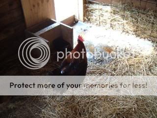Chickiepics12-08052.jpg
