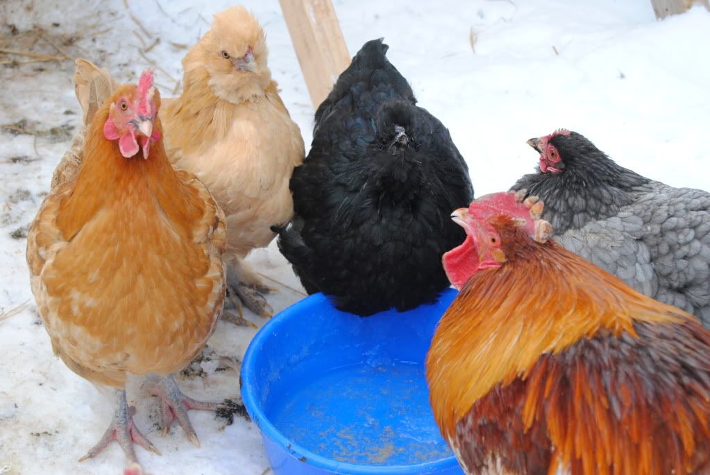 beautifulhens_zps7a55bce2.jpg