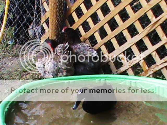 DSC00018.jpg