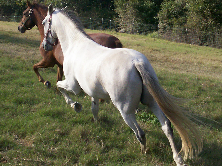 paso_finos_by_fleabuskitty-d4e4q6q.jpg