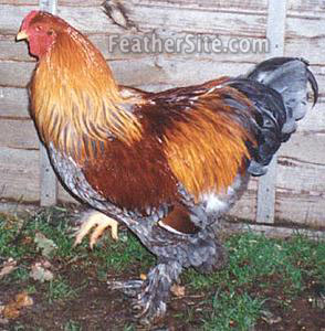 BlPartBrahmaCkl.JPEG