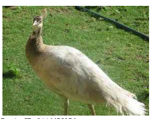 MommaPeahen.png